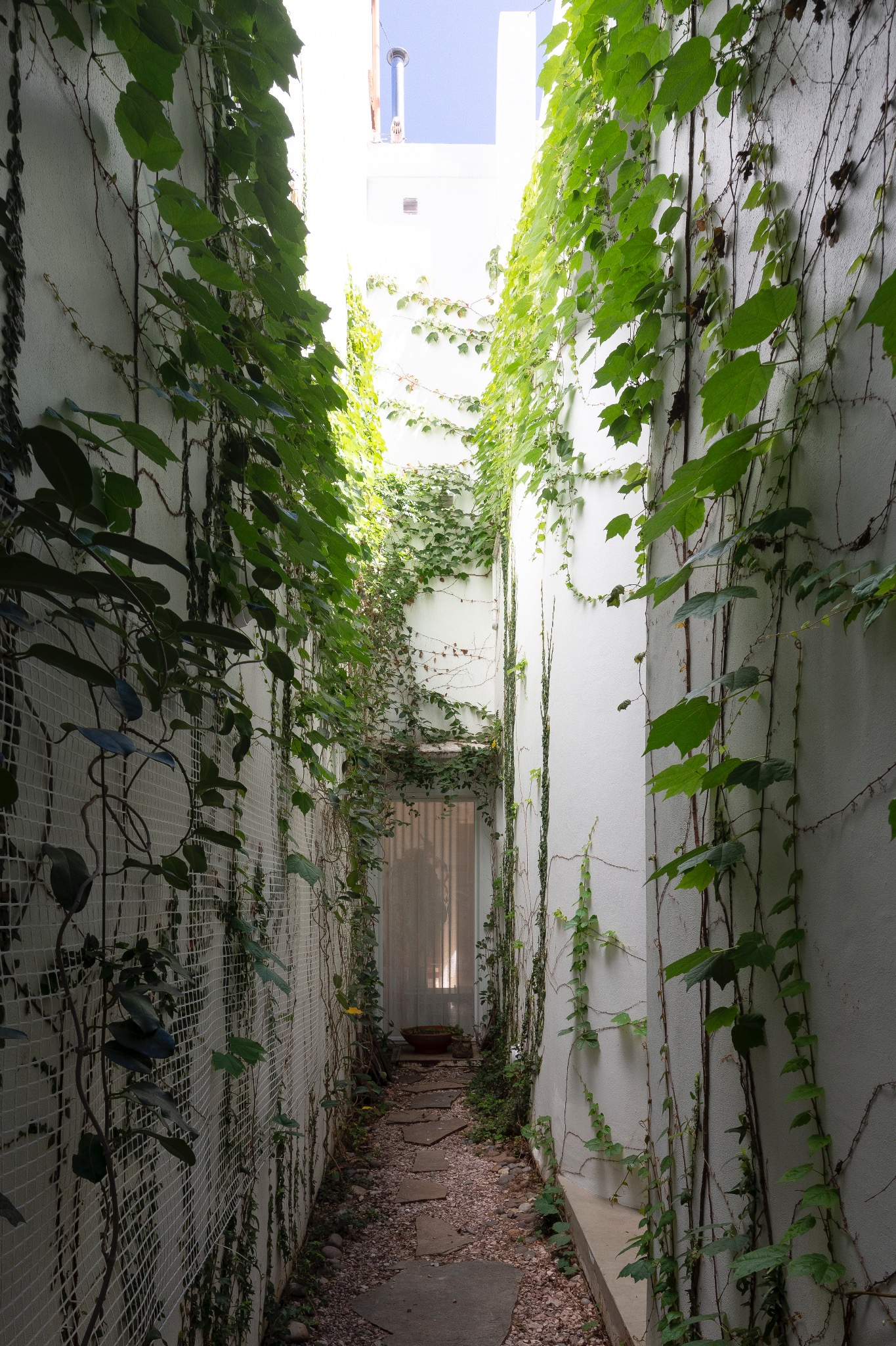 Patio lineal cubierto por plantas trepadoras